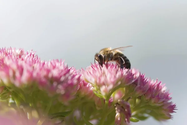 Bee Apis Mellifera Blossoms Forage — Stock Photo, Image