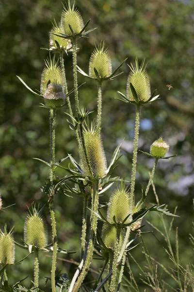 Planta Comum Teca Dipsacus Sylvestris Dipsacus Fullonum — Fotografia de Stock