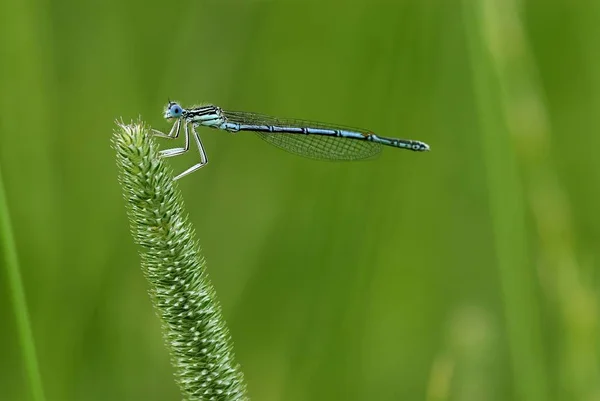 Damselfly Pernas Brancas Platycnemis Pennipes Empoleirado Uma Lâmina Grama — Fotografia de Stock