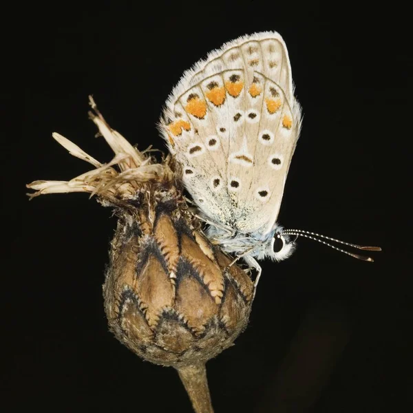 Blauschmetterlinge Paaren Sich Bei Der Paarung Polyommatus Icarus — Stockfoto