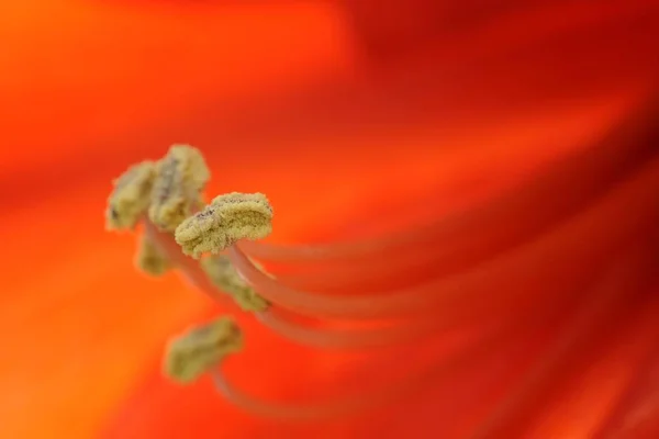 Червоний Амариліс Макрознімок Квітки Amaryillis Hippeastrum — стокове фото