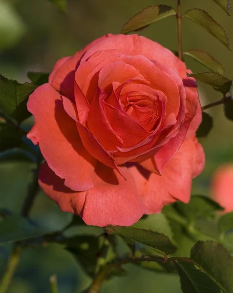 Rosa Rosa Florecen Rosal Mindelheim Baviera Alemania Europa —  Fotos de Stock