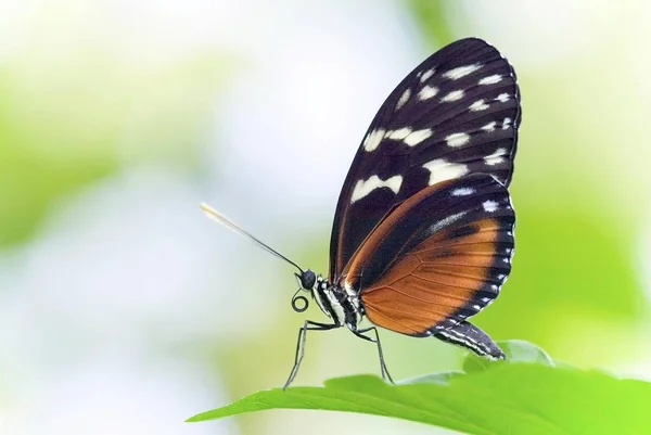 Heliconius Butterfly Sitting Green Leaf — Stock Photo, Image