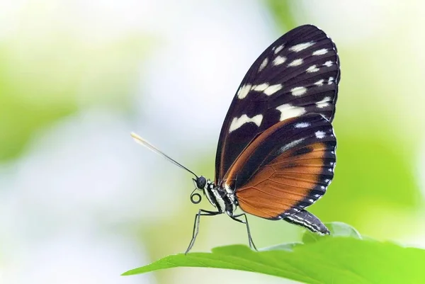 Heliconius Borboleta Sentado Folha Verde — Fotografia de Stock