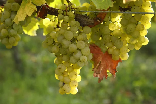 Uvas Brancas Árvore Outono — Fotografia de Stock