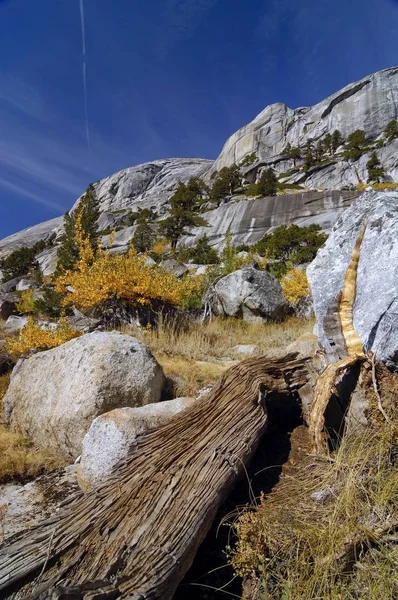 Totholz Junge Espen Die Zwischen Granitfelsen Wachsen Yosemite Nationalpark Kalifornien — Stockfoto