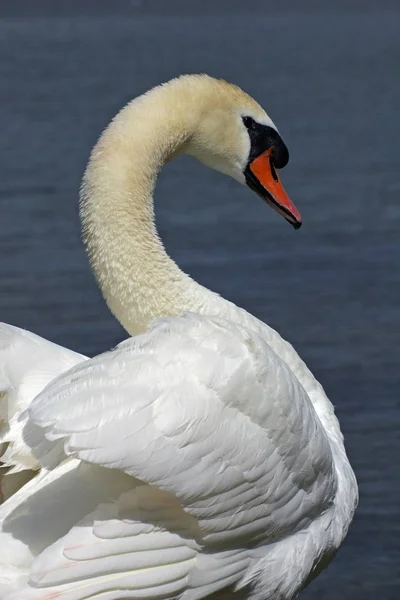 Hermoso cisne mudo pájaro — Foto de Stock