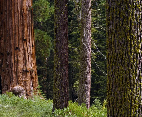 Giant Sequoia Sequoiadendron Giganteum Spruce Tree Trunks Sequoia National Park — Stock Photo, Image