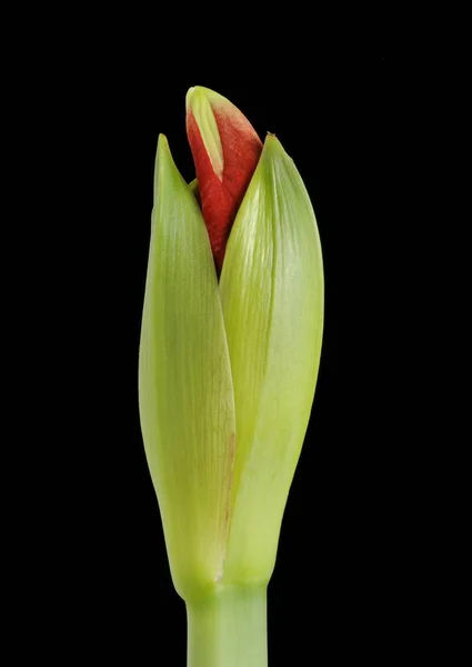 Cavaleiros Estrela Hippeastrum Flor Botão Verde — Fotografia de Stock