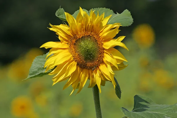 Florescendo Amarelo Girassol Comum Flor Helianthus Annuus — Fotografia de Stock