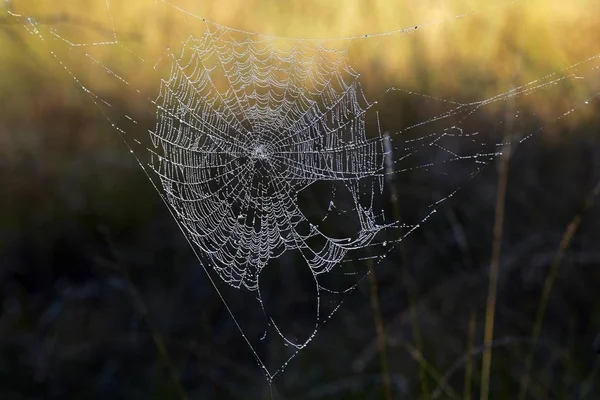 Dewdrops doğa ile spiderweb — Stok fotoğraf