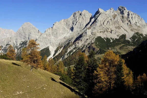 Lärkträd Larix Mieminger Berge Mieming Range Bavkground Ehrwald Tyrolen Österrike — Stockfoto