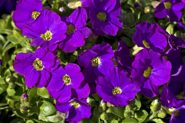 Flowering Aubretia Cascade Purple Rock Cress Aubrieta Cultorum — Stock Photo, Image