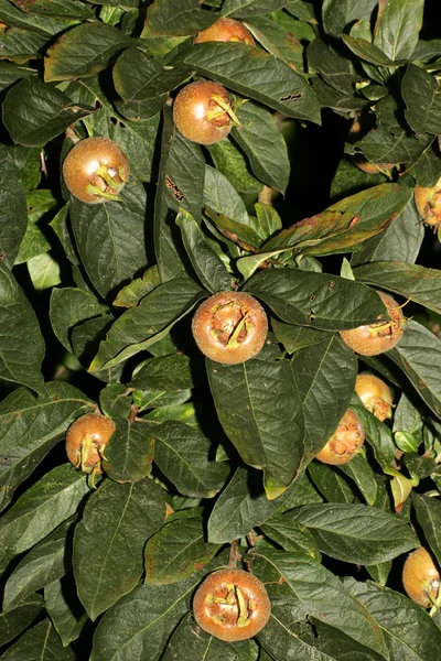 Medlar Frutos Folhas Medalha Comum Árvore Mespilus Germanica — Fotografia de Stock