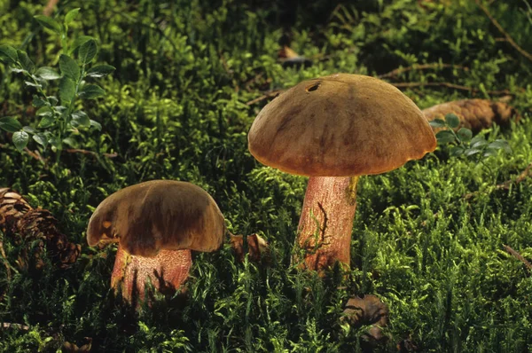 Boletus Erythropus Grama Verde — Fotografia de Stock