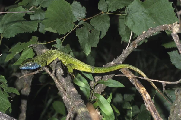 Green Lizard Lacerta Viridis Tree — Stock Photo, Image