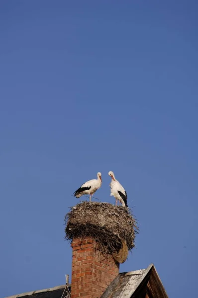 Cegonhas Brancas Nidificando Torre Ciconia Ciconia Birds — Fotografia de Stock