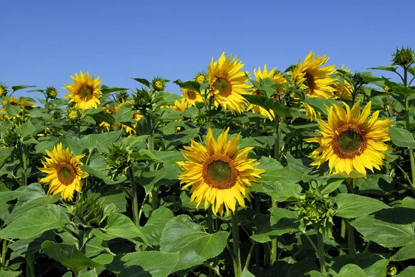 Campo Girasoli Cielo Blu — Foto Stock