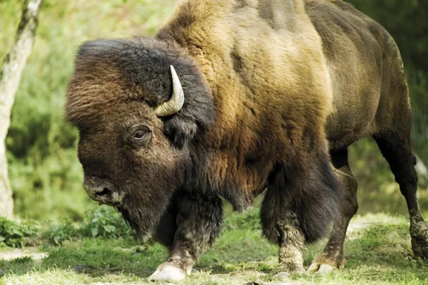 Amerikaanse Bizon Buffalo Bison Bison — Stockfoto