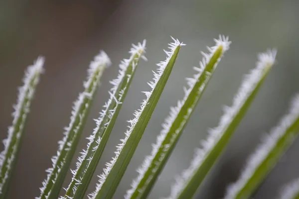 유럽으로 풍경에 Trachycarpus Fortunei — 스톡 사진