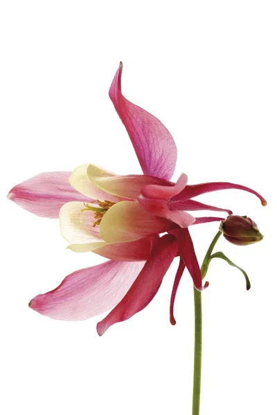 Colomine Aquilegia Pink Flower — стоковое фото
