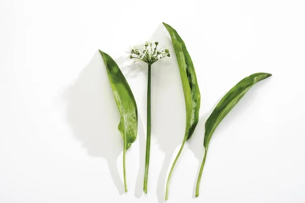 Ramson Allium Ursinum Green Onion Leaves — Stock Photo, Image