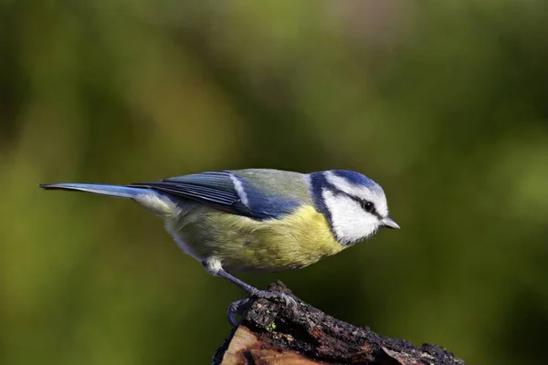 Bird sitting on branch — Stock Photo, Image