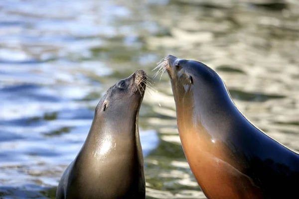 Deux Phoques Pinnipedia Amoureux — Photo