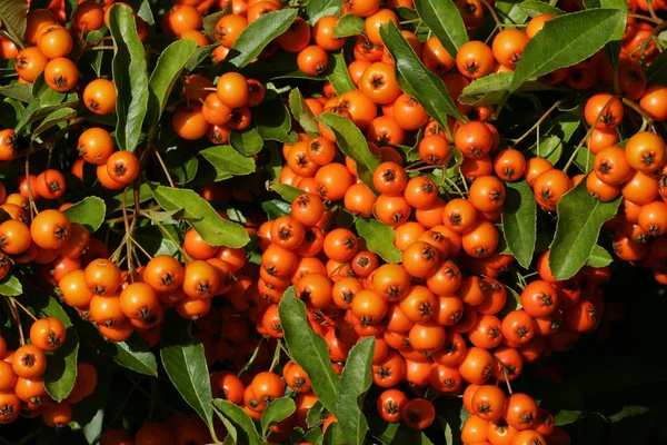 Firethorn 오렌지 Pyracanth Pyracantha 하이브리드 오렌지 — 스톡 사진