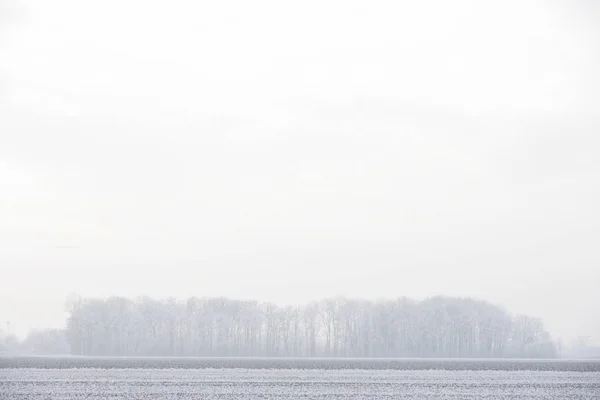 雾中小森林前的草甸与田野 — 图库照片