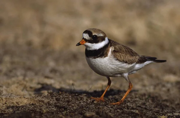 Caneleira Charadrius Hiaticula — Fotografia de Stock