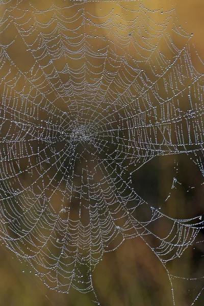 Spindelnät med daggdroppar i naturen — Stockfoto