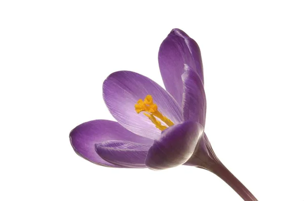 Весенний Цветок Крокус Crocus Vernus — стоковое фото