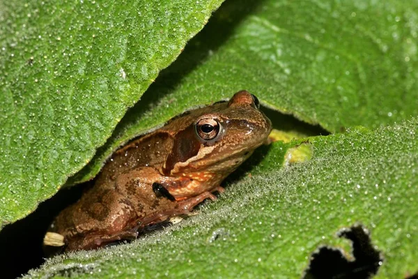 Wildlife Common Frog Rana Temporaria — Stock Photo, Image