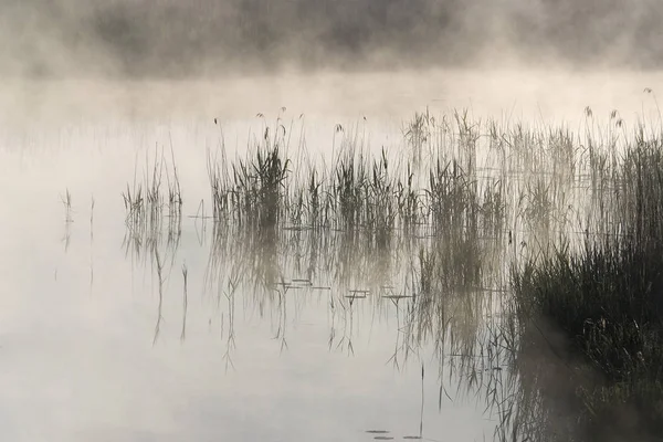 Καλάμια Μεγαλώνει Στο Νερό Κατά Διάρκεια Της Ομίχλης — Φωτογραφία Αρχείου