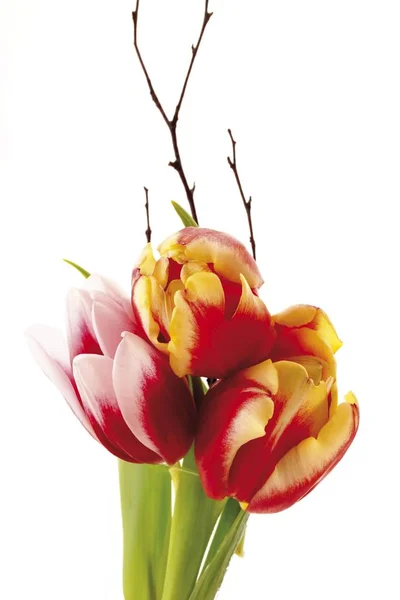 Tulipas Tulipa Salgueiro Galhos Salix Flores — Fotografia de Stock