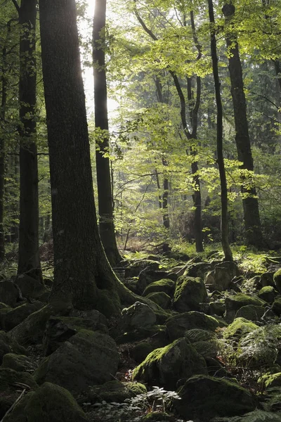 Bos Met Bomen Schafstein Berg Hessen Duitsland — Stockfoto