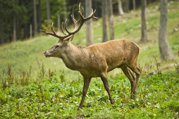 Jeleń Szlachetny Cervus Elephus — Zdjęcie stockowe