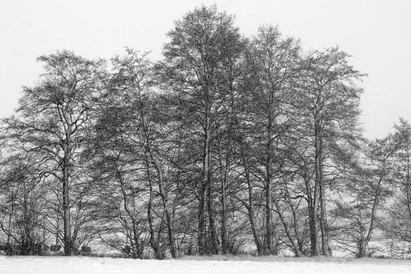 Χιονισμένα δένδρα στο δάσος — Φωτογραφία Αρχείου