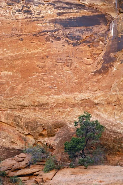 Göcsörtös Régi Utah Boróka Juniperus Osteosperma Előtt Egy Piros Sziklafal — Stock Fotó