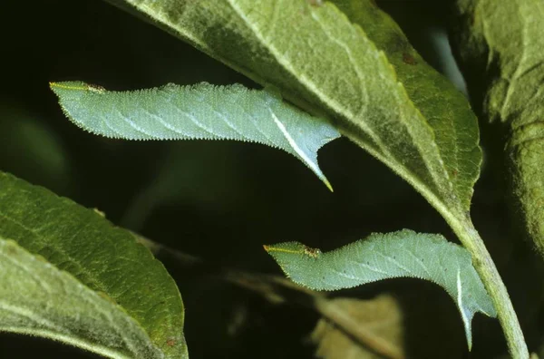 Eyed Hawk Moth Smerinthus Ocellatus Семейство Sphingidae Гусеницы Положении Реста — стоковое фото