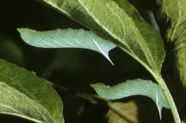 眼鹰蛾 Smerinthus 天蛾家族 在休眠位置的毛虫 — 图库照片