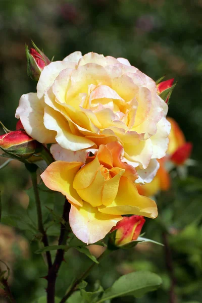 Rosa Floreciente Flores Cerca Rosa Spec —  Fotos de Stock