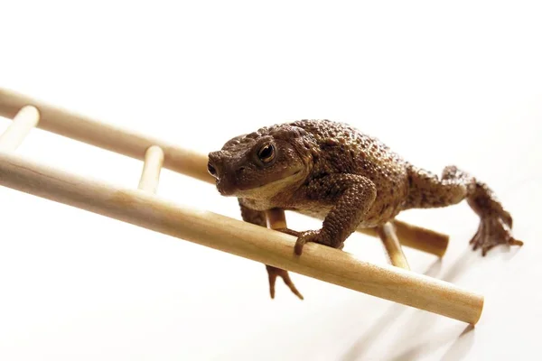 Κοινή Toad Βάτραχος Bufo Bufo Αναρρίχηση Μια Ξύλινη Σκάλα — Φωτογραφία Αρχείου