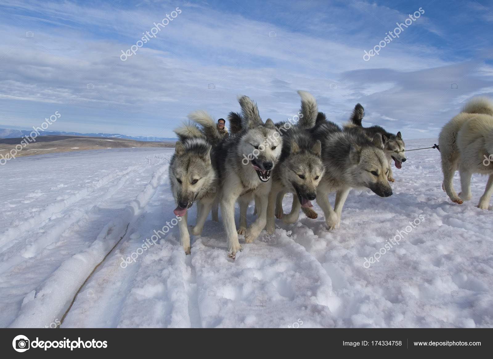 Greenland animal Stock Photos, Royalty Free Greenland animal Images | Depositphotos Greenland animal Stock Photos, Royalty Free Greenland animal Images | Depositphotos