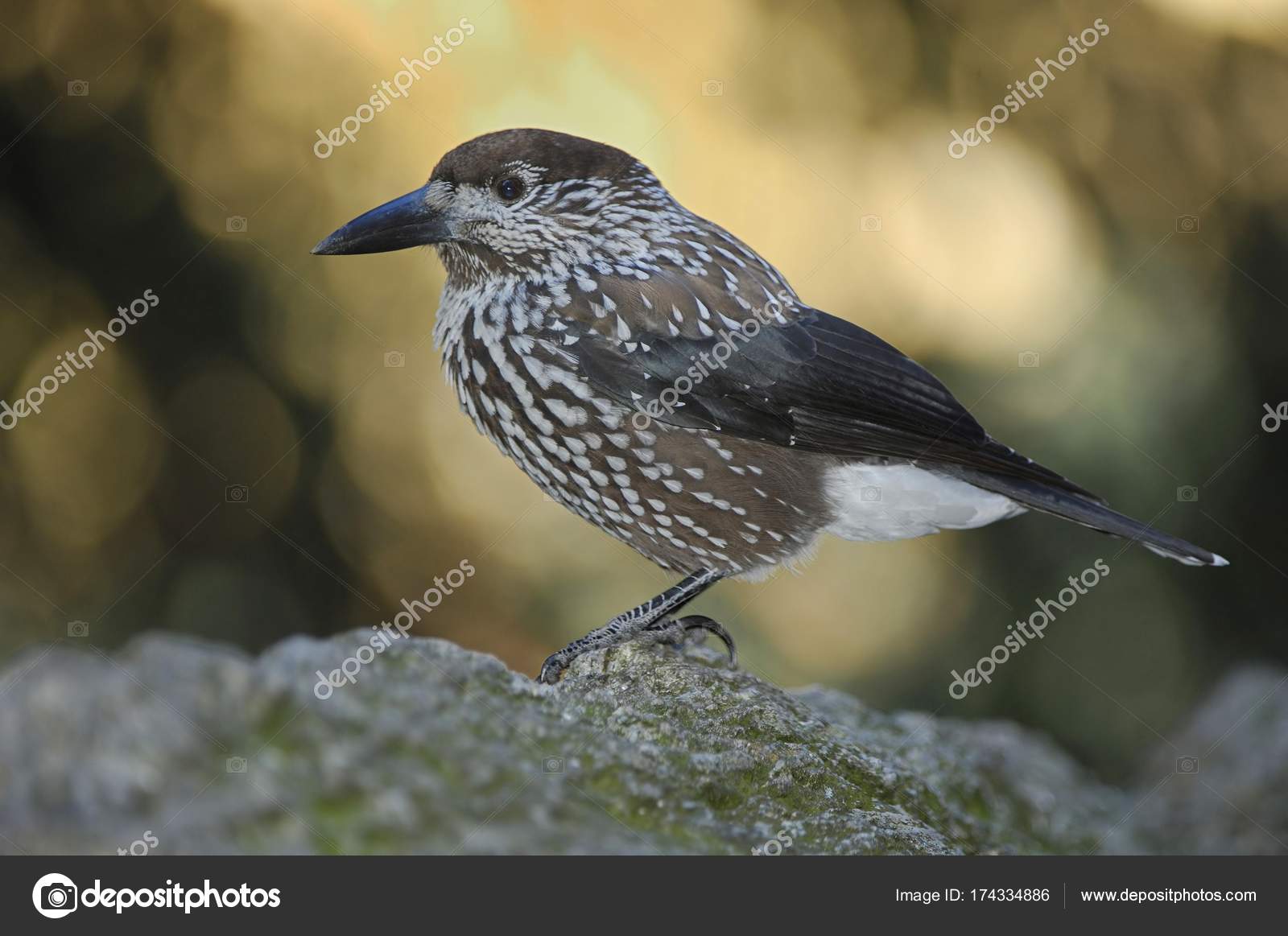 Spotted Nutcracker bird Stock Photo by ©imagebrokermicrostock 174334886