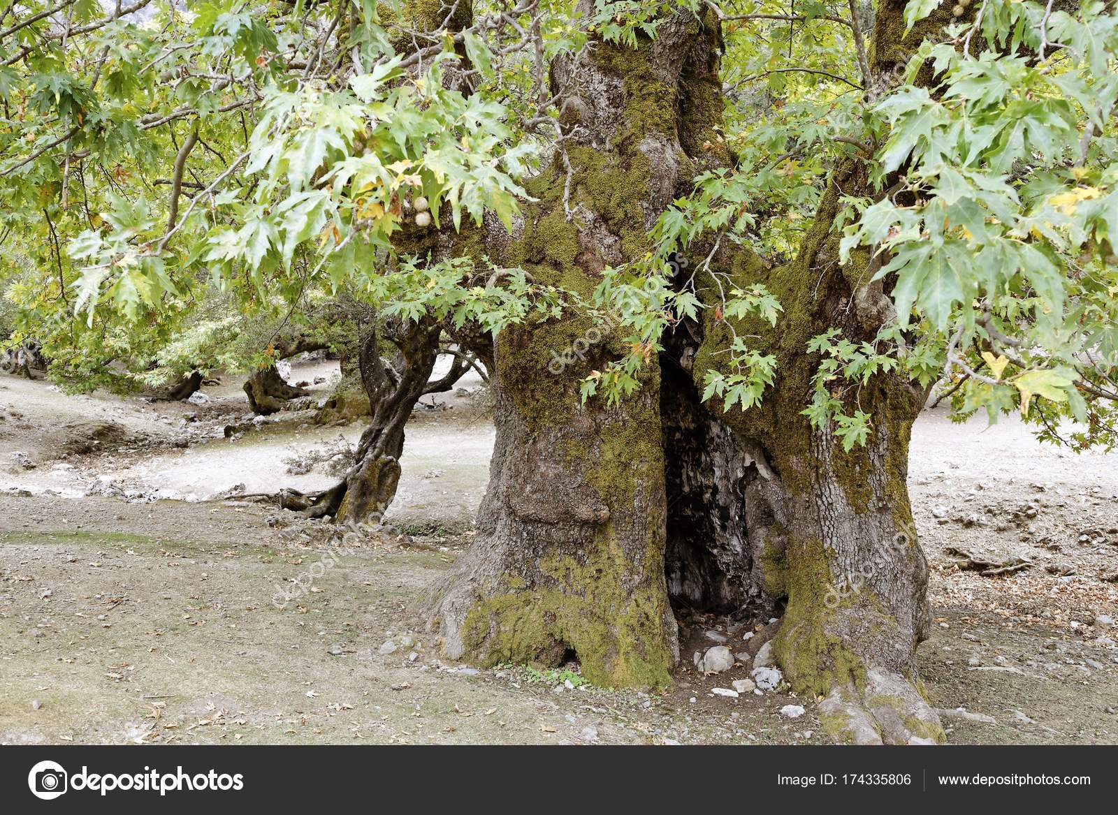 Old Sycamore Tree Platanus Acerifolia Ida Mountains Central