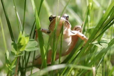 Rana dalmatina frog sitting in summer green grass  clipart