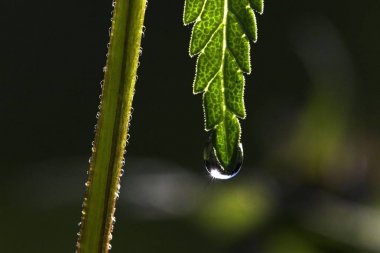 close up shot of green leaf with water drop clipart