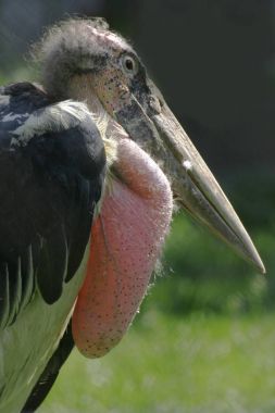 marabou stork (Leptoptilos crumeniferus) clipart